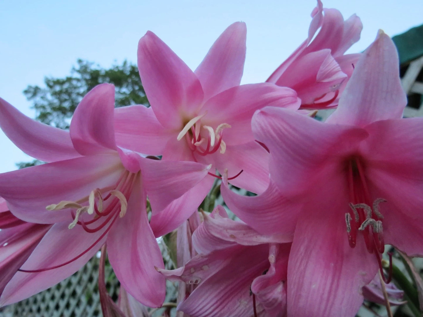 Crinum Lily Kitty – Garden Flower Seeds