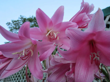 Crinum Lily Kitty – Garden Flower Seeds