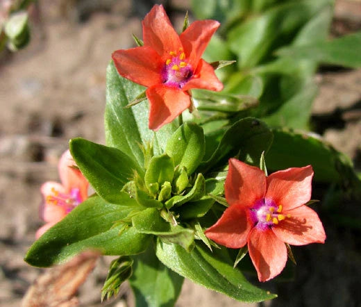 Scarlet Pimpernel Anagallis Monelli Colorful Garden Flower Seeds