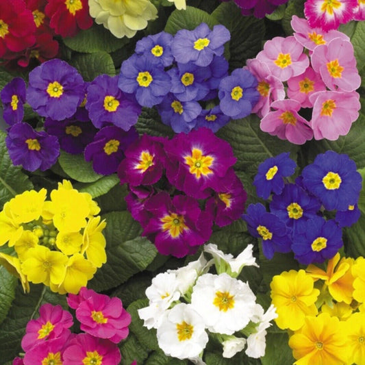 Primrose Primula Acaulis – Perennial Garden Flower Seeds