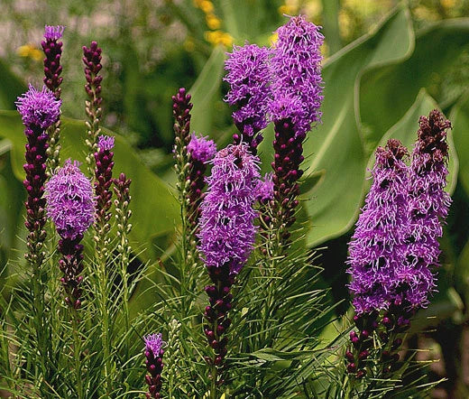 Blazing Star Gayfeather Liatris Spicata – Perennial Garden Flower Seeds