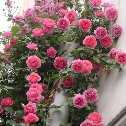 Rose Mix Color – Decorative Garden Flower Seeds