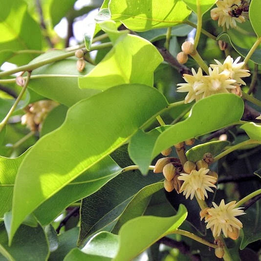 Mimusops Elengi – Fragrant Spanish Cherry Tree Seeds