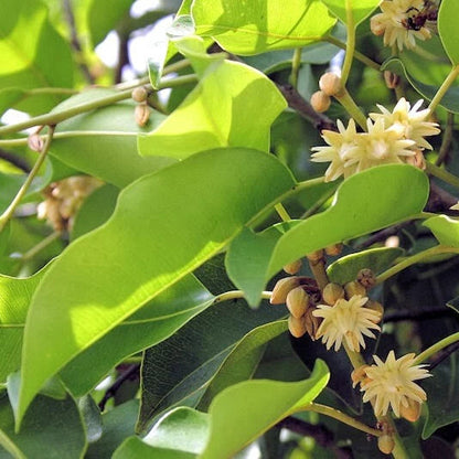 Mimusops Elengi – Fragrant Spanish Cherry Tree Seeds