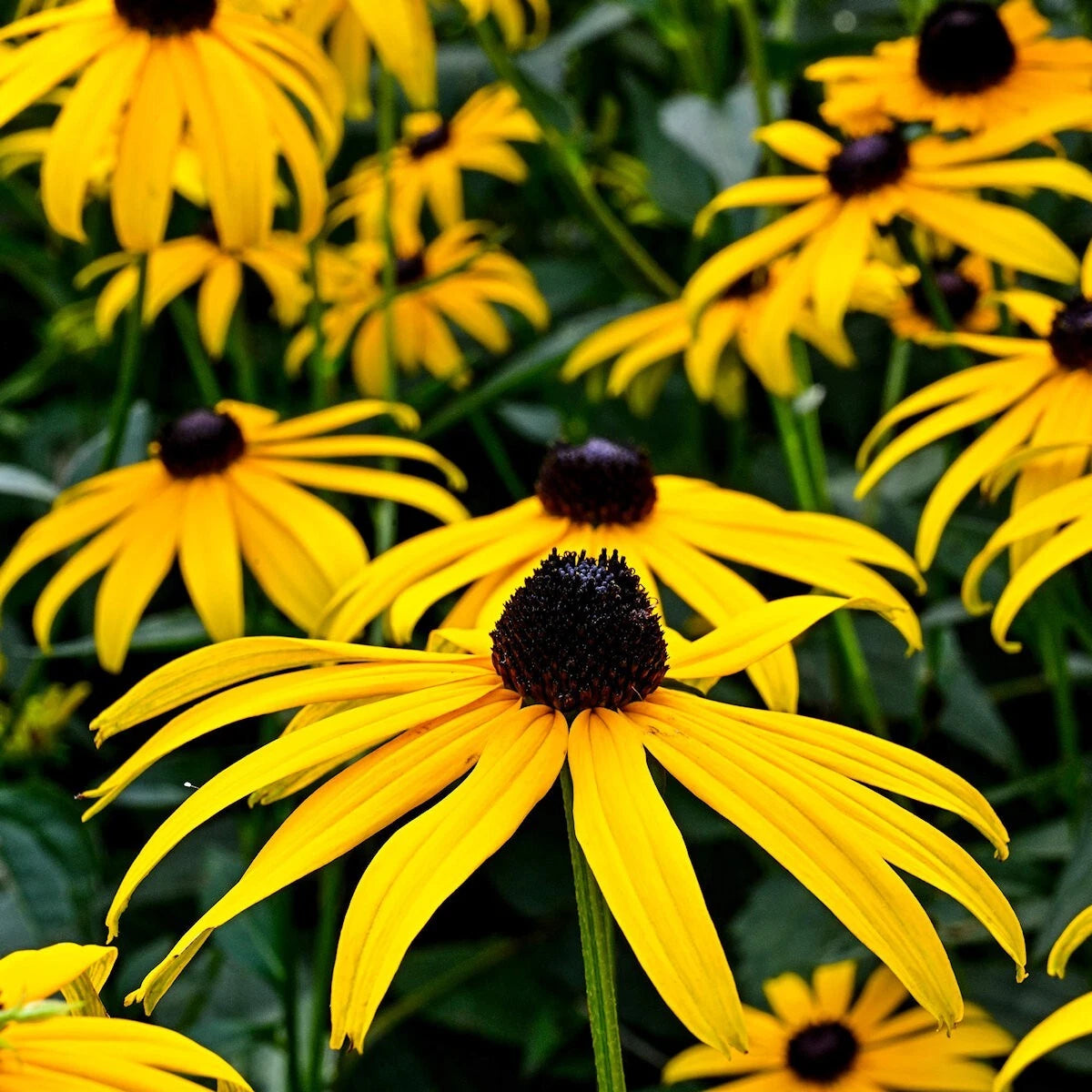 Sweet Black Eyed Susan Rudbeckia – Perennial Garden Flower Seeds