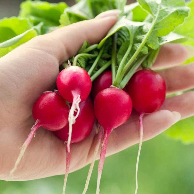 Cherry Belle Radish Seeds to Grow Your Own Food