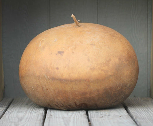 Bushel Gourd Seeds For Planting Giant Round Gourds Image