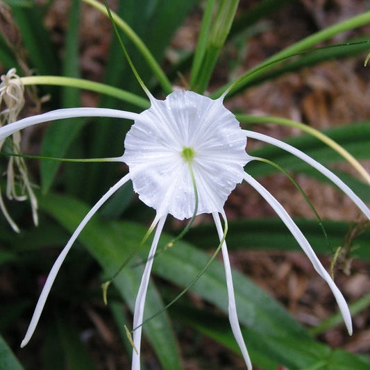 Hymenocallis Large Blooming Bulb – Fragrant Garden Flower Seeds