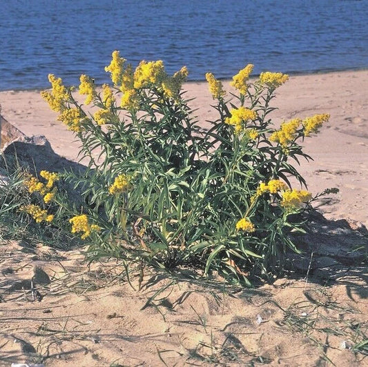 Seaside Goldenrod Solidago Sempervirens – Hardy Garden Flower Seeds