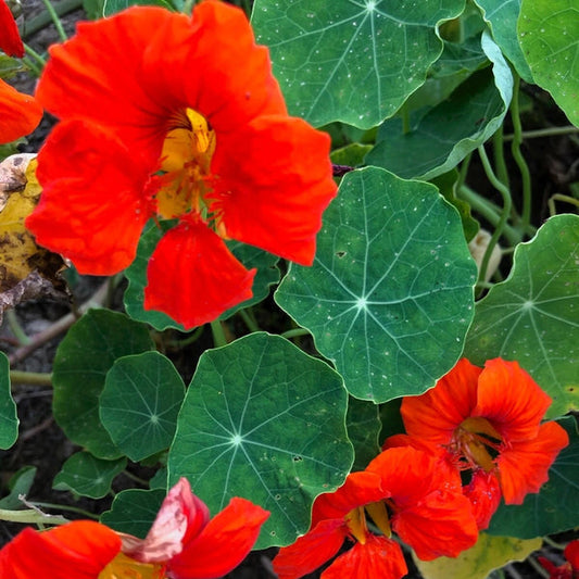 Nasturtium Mix Red Yellow Orange – Climbing Garden Flower Seeds