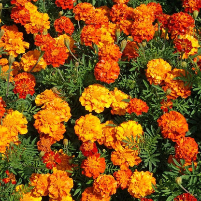 Sparky Mix French Marigold – Colorful Wildflower Seeds