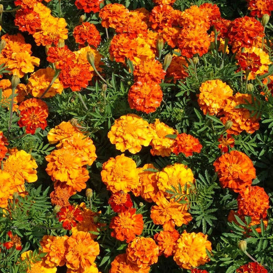 Sparky Mix French Marigold – Colorful Wildflower Seeds
