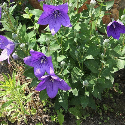 Balloon Flower Platycodon Grandiflorus – Perennial Garden Flower Seeds