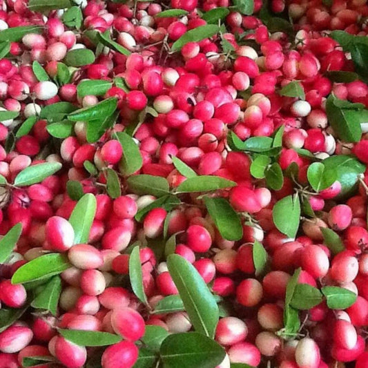 Carissa Carandas Karonda – Edible Climbing Fruit Tree Seeds