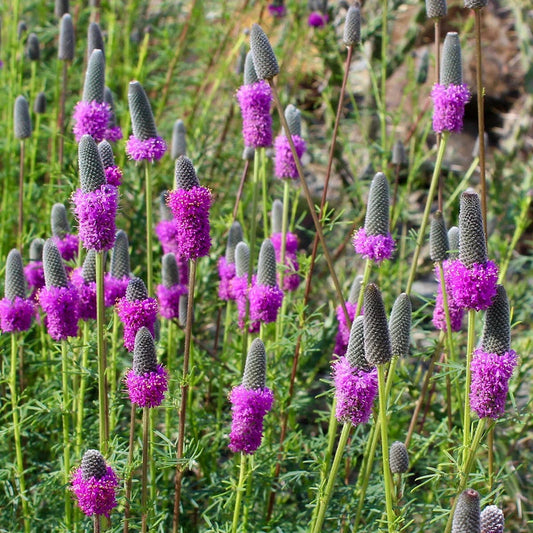 Purple Prairie Clover – Hardy Wildflower Seeds