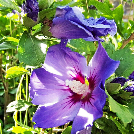 Blue Angel Rose Of Sharon Hibiscus Syriacus – Hardy Garden Flower Seeds