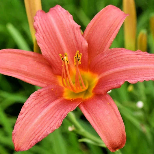 Pink Damask Daylily Hemerocallis – Perennial Flower Seeds