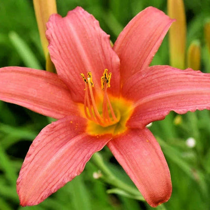 Pink Damask Daylily Hemerocallis – Perennial Flower Seeds