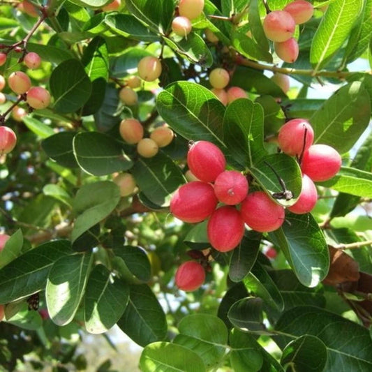 Carissa Carandas Karonda – Edible Climbing Fruit Tree Seeds