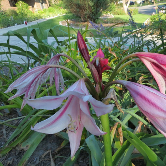 Crinum Lily Lorraine Clark – Large Blooming Garden Flower Seeds