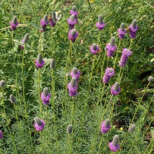 Purple Prairie Clover – Hardy Wildflower Seeds