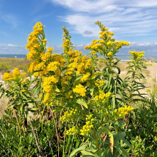 Seaside Goldenrod Solidago Sempervirens – Hardy Garden Flower Seeds
