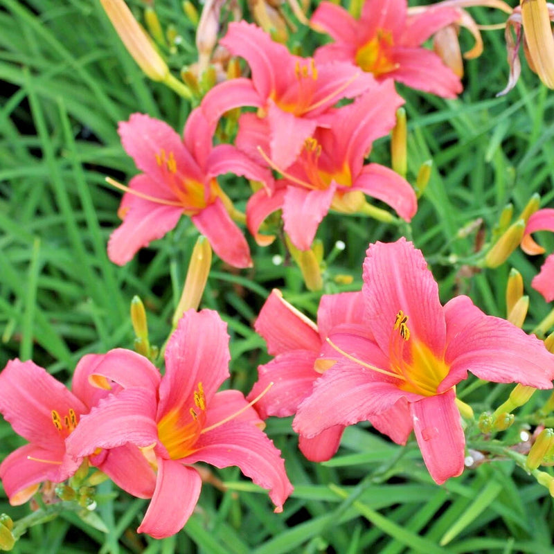 Pink Damask Daylily Hemerocallis – Perennial Flower Seeds