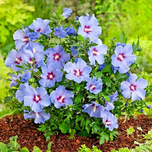 Blue Angel Rose Of Sharon Hibiscus Syriacus – Hardy Garden Flower Seeds