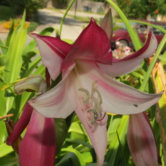 Crinum Lily Lorraine Clark – Large Blooming Garden Flower Seeds