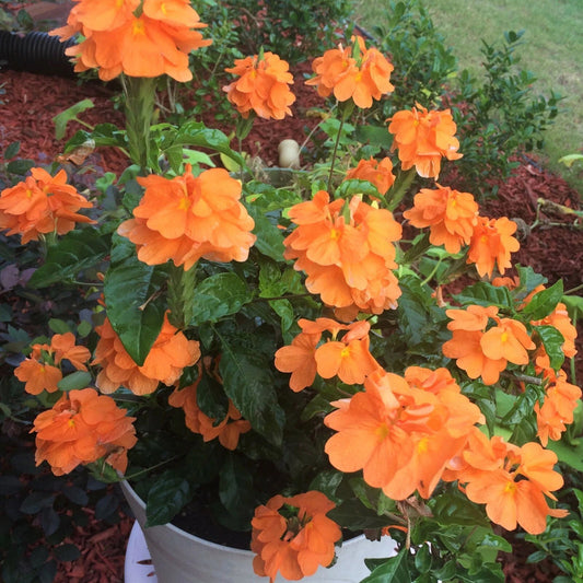 Orange Crossandra Crossandra Infundibuliformis – Perennial Flower Seeds