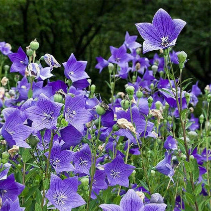 Balloon Flower Platycodon Grandiflorus – Perennial Garden Flower Seeds