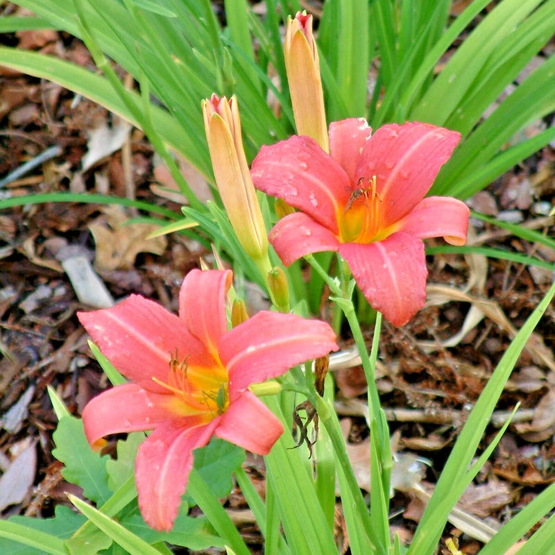 Pink Damask Daylily Hemerocallis – Perennial Flower Seeds