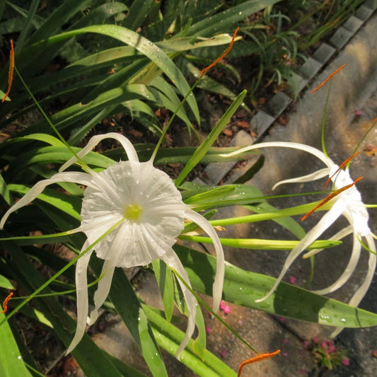 Hymenocallis Large Blooming Bulb – Fragrant Garden Flower Seeds