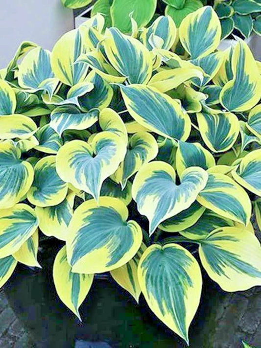 Ben Vernooy Hosta Hosta Ben Vernooy Hardy Perennial Garden Flower Seeds