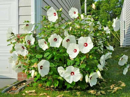 White Swamp Rose Mallow Colorful Wild Hibiscus Flower Seeds