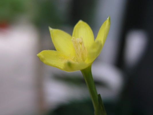 Rain Lily Zephyranthes Smallii Extremely Habranthus Cooperia - Flower