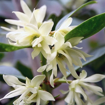 Chinese Star Anise Illicium Verum – Fragrant Shrub Tree Seeds