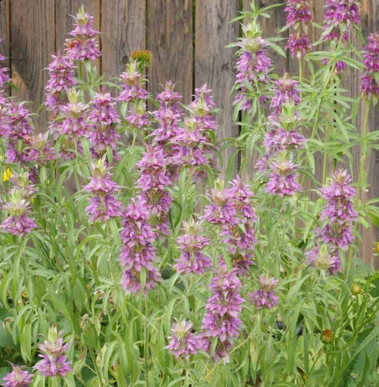 Lemon Mint Monarda Citriodora – Fragrant Herb Flower Seeds