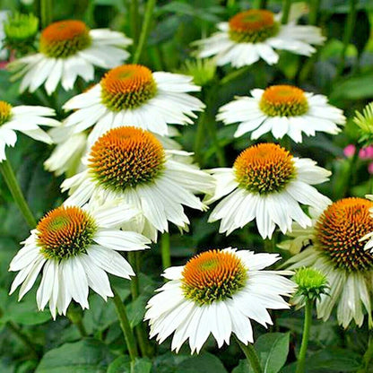 Powwow White Coneflower Echinacea Perennial Flower Seeds