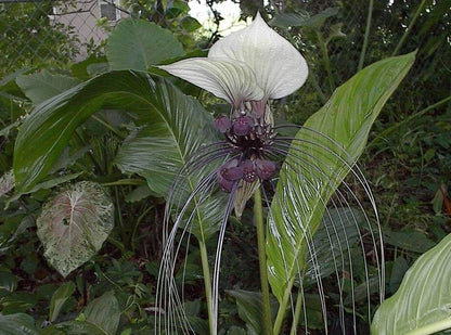 White Bat Flower Tacca Nivea – Unique Garden Flower Seeds
