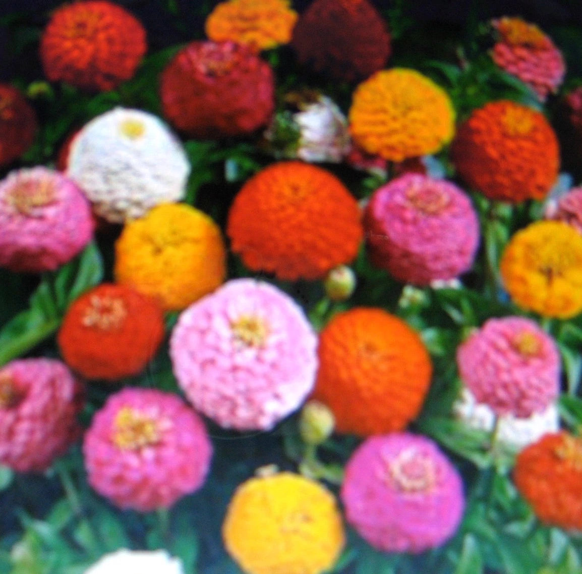 Zinnia Lilliput Mix Compact Colorful Flower Seeds