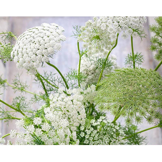 Bishop S Flower Ammi Majus Seeds - Flower Seeds