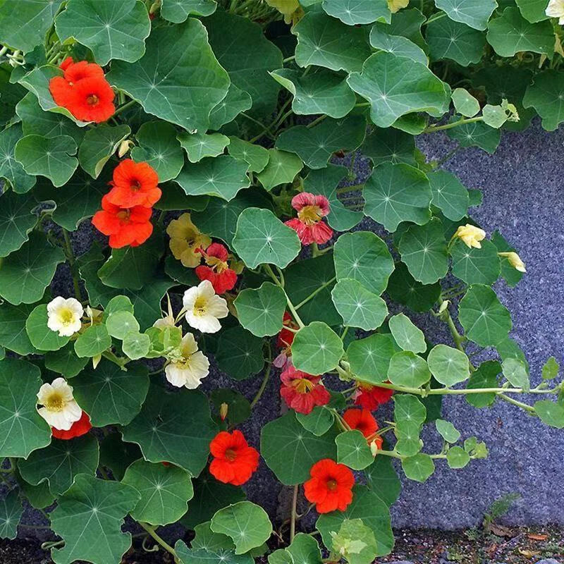Mix Tropaeolum Majus – Mixed Flower Seeds