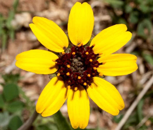 Chocolate Flower Berlandiera Lyratai – Fragrant Garden Flower Seeds