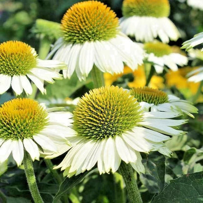 Powwow White Coneflower Echinacea – Perennial Flower Seeds