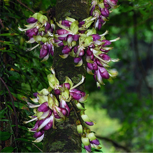 Mucuna Macrocarpa – Rusty Leaf Vine Flower Seeds