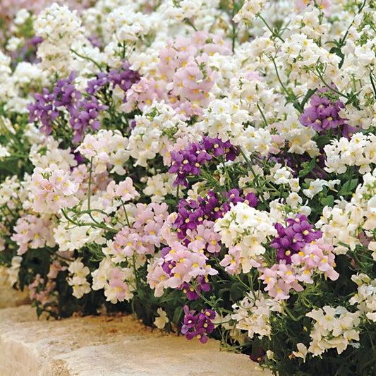 Nemesia Poetry Perennial Mixed Color Flower Seeds
