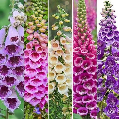 Foxy Foxglove Digitalis Mixed Color Garden Flower Seeds