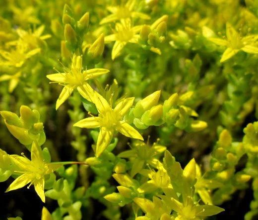 Gold Moss Sedum Acre Ground Cover Garden Flower Seeds