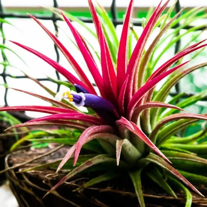 Tillandsia Ionantha Shy Plant Bromeliad Garden Seeds